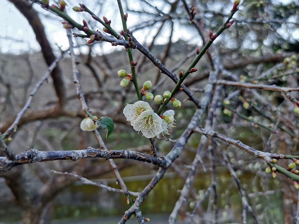 20250314-s0lun
