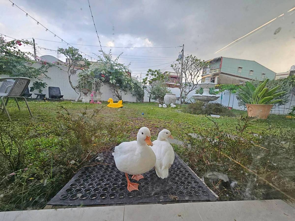 【屏東新園天森咖啡】可達鴨陪你玩!在地人「秘密花園」:低消100元、一週只開4天! - 第9張圖 【屏東新園天森咖啡】可達鴨陪你玩!在地人「秘密花園」:低消100元、一週只開4天!