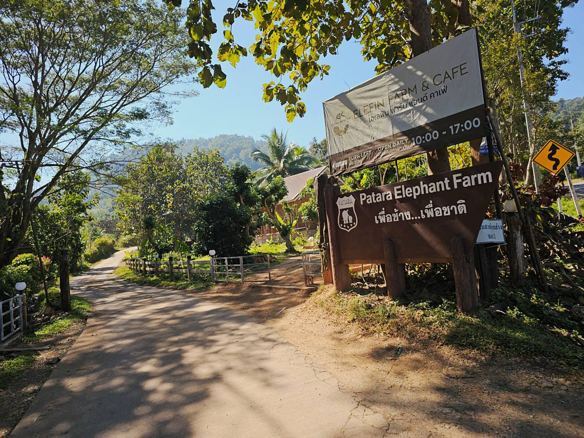 【清邁景點】Elefin Farm & Cafe:免門票、無低消!只需 100 銖就能餵大象合照,清邁近郊療癒森林系咖啡廳推薦 - 第2張圖 【清邁景點】Elefin Farm & Cafe:免門票、無低消!只需 100 銖就能餵大象合照,清邁近郊療癒森林系咖啡廳推薦