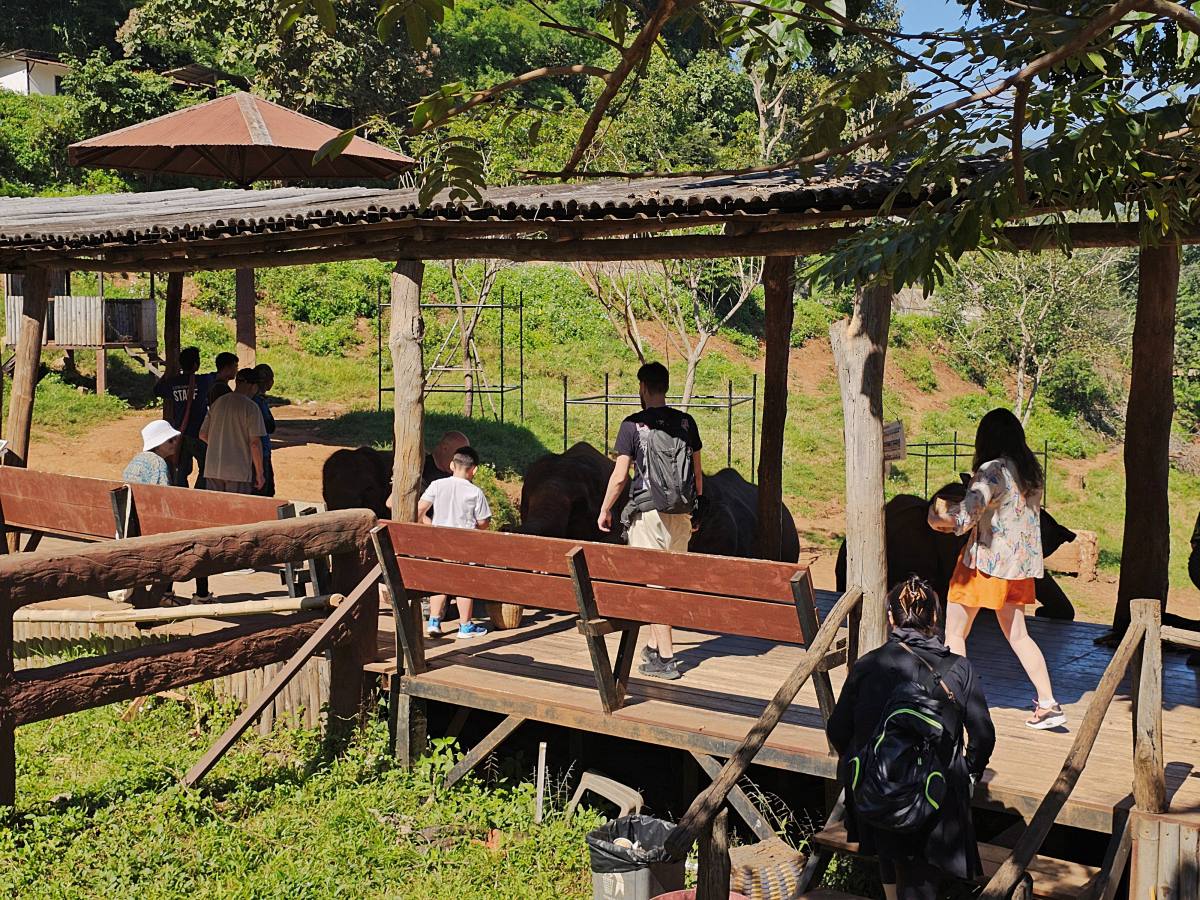 【清邁景點】Elefin Farm & Cafe:免門票、無低消!只需 100 銖就能餵大象合照,清邁近郊療癒森林系咖啡廳推薦 - 第4張圖 【清邁景點】Elefin Farm & Cafe:免門票、無低消!只需 100 銖就能餵大象合照,清邁近郊療癒森林系咖啡廳推薦