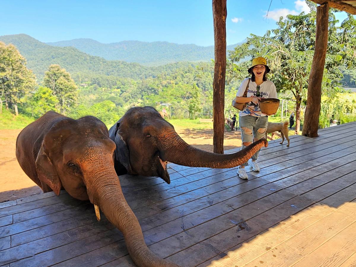 【清邁景點】Elefin Farm & Cafe:免門票、無低消!只需 100 銖就能餵大象合照,清邁近郊療癒森林系咖啡廳推薦 - 第9張圖 【清邁景點】Elefin Farm & Cafe:免門票、無低消!只需 100 銖就能餵大象合照,清邁近郊療癒森林系咖啡廳推薦