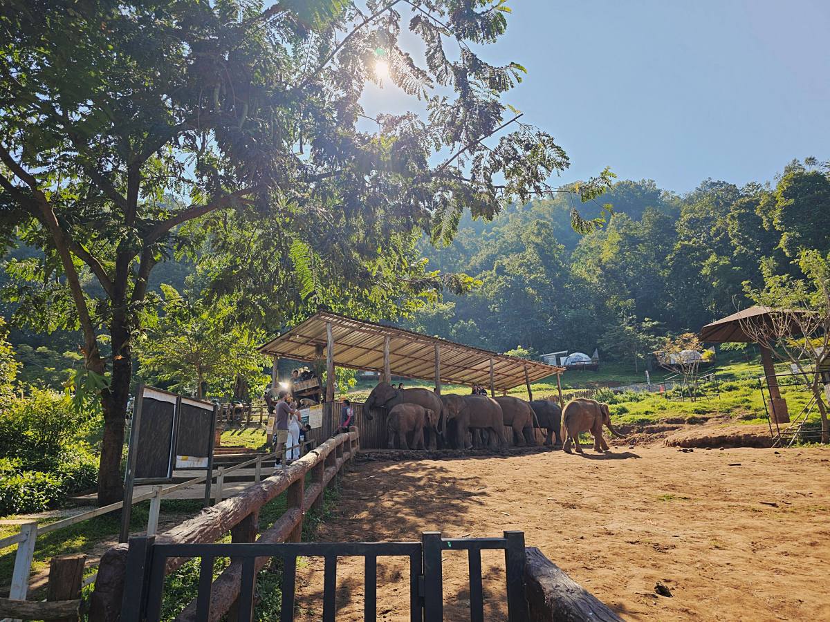 【清邁景點】Elefin Farm & Cafe:免門票、無低消!只需 100 銖就能餵大象合照,清邁近郊療癒森林系咖啡廳推薦 - 第16張圖 【清邁景點】Elefin Farm & Cafe:免門票、無低消!只需 100 銖就能餵大象合照,清邁近郊療癒森林系咖啡廳推薦